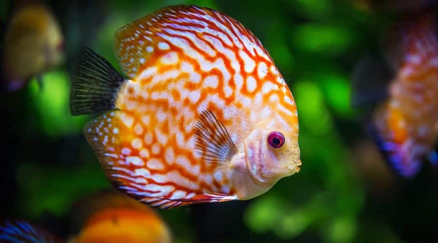 Préparer son départ à la pêche