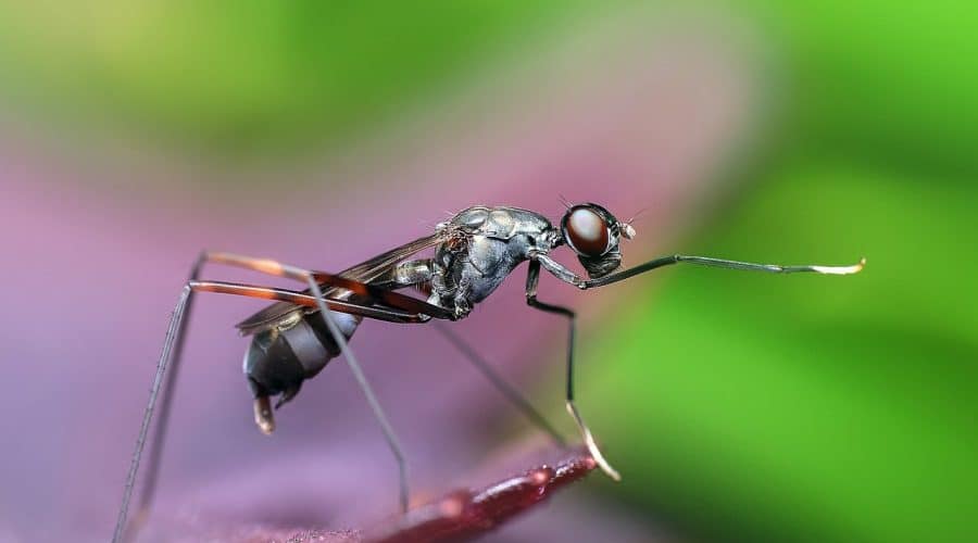 fourmis dans maison